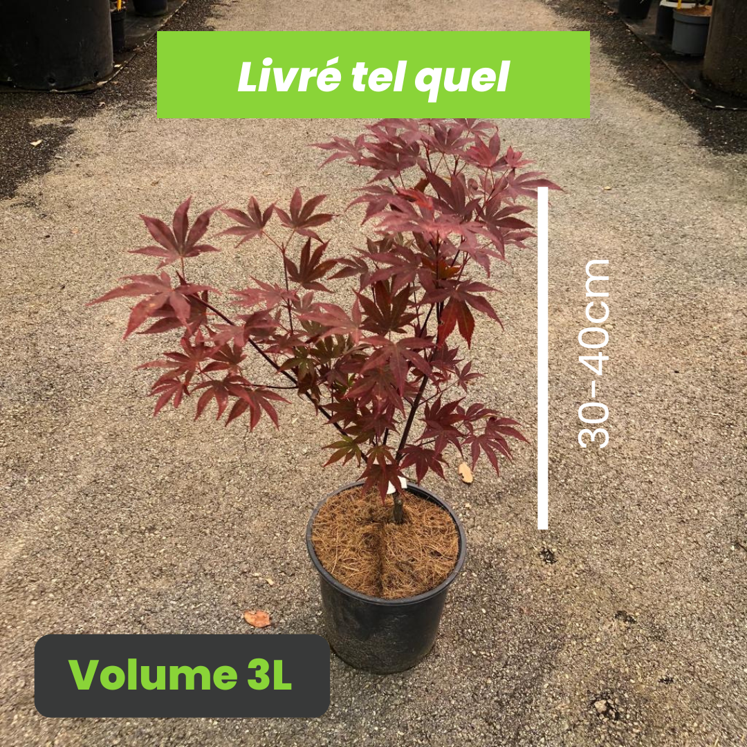 Acer Palmatum Fireglow - Érable du Japon - Volume 3L / 30-40cm