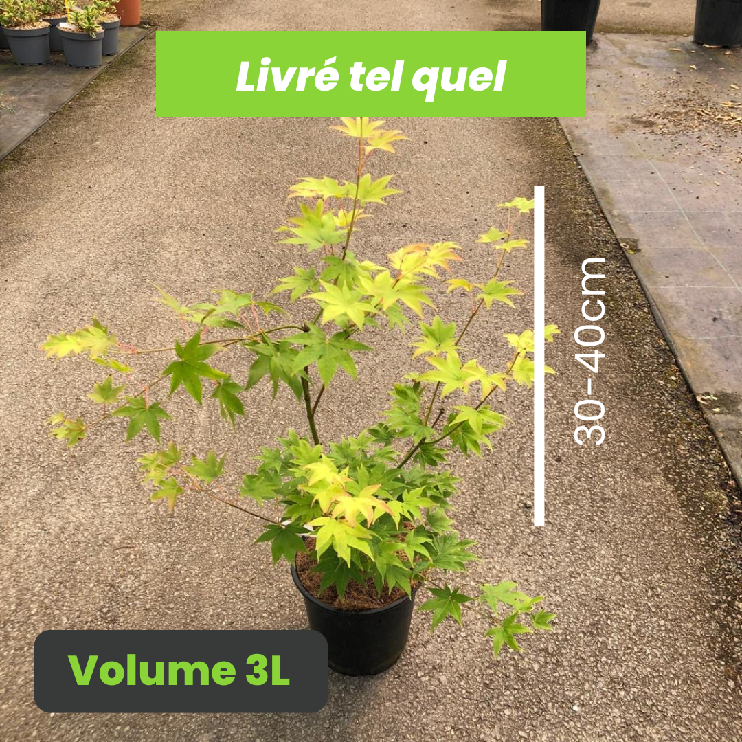 Acer Palmatum Hogyoku - Érable du Japon - Volume 3L / 30-40cm