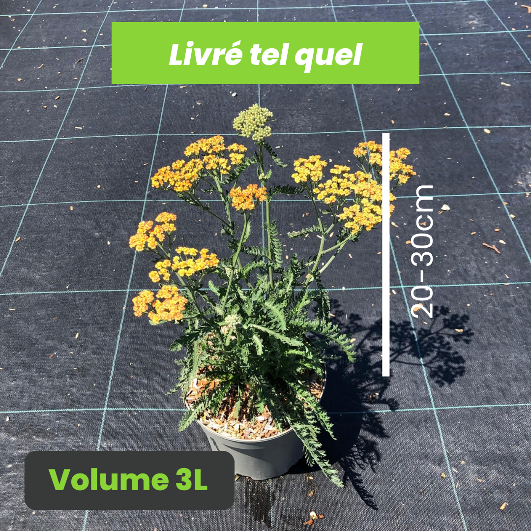 Achillea Millefolium Teracotta - Achillée millefeuille Terracotta - Volume 3L / 20-30cm