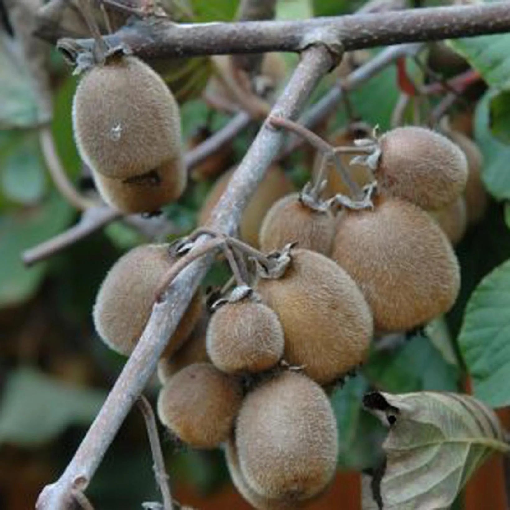 Actinidia Deliciosa Solissimo - Kiwi Solissimo - Volume 3L / 40-60cm