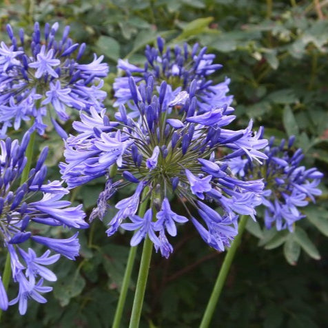 Agapanthus Blue Infinity - Volume 3L / 20-30cm