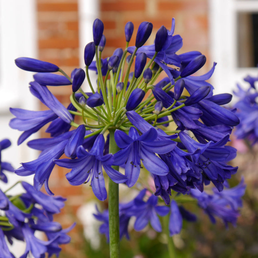Agapanthus Flower of Love - Volume 3L / 20-30cm