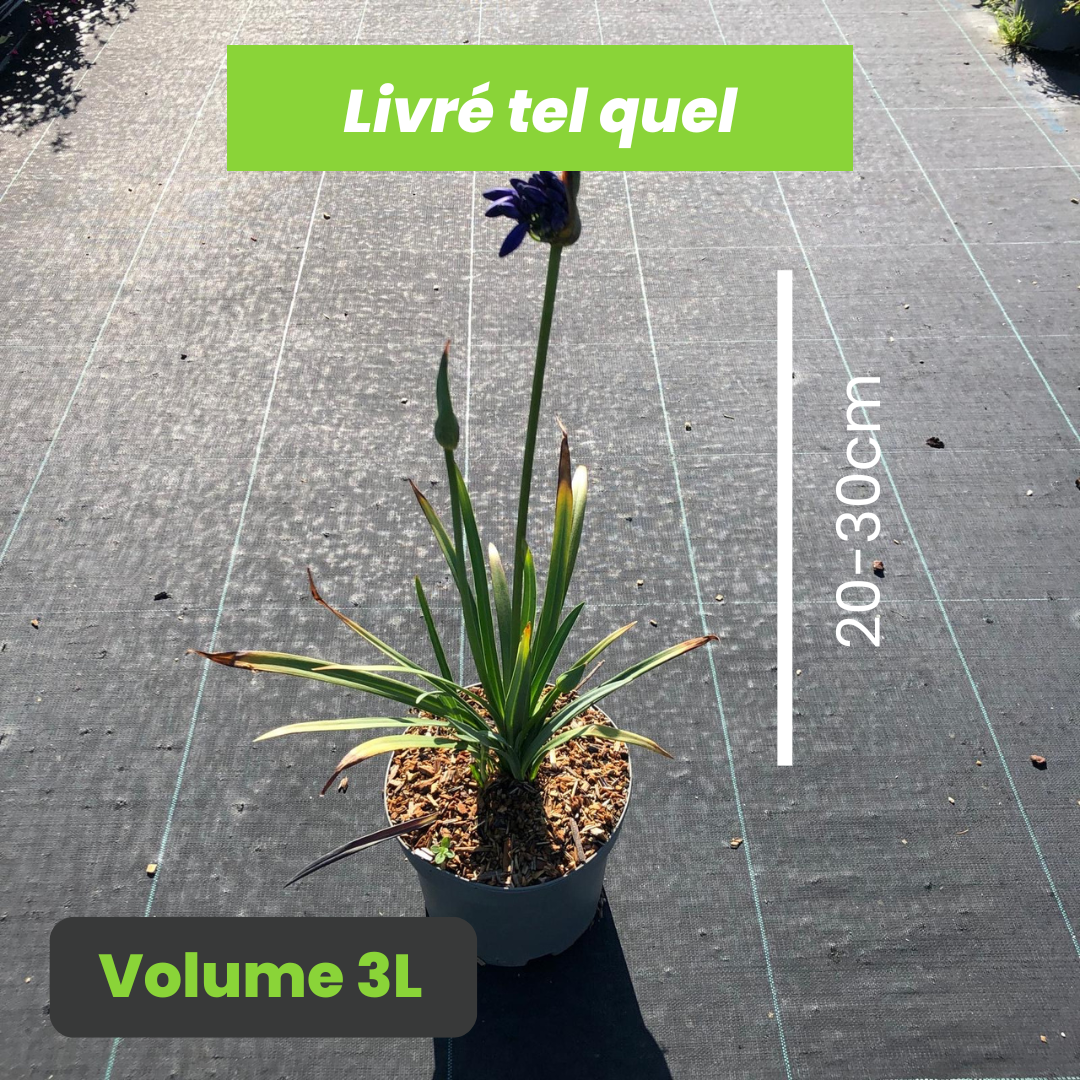 Agapanthus Flower of Love - Volume 3L / 20-30cm
