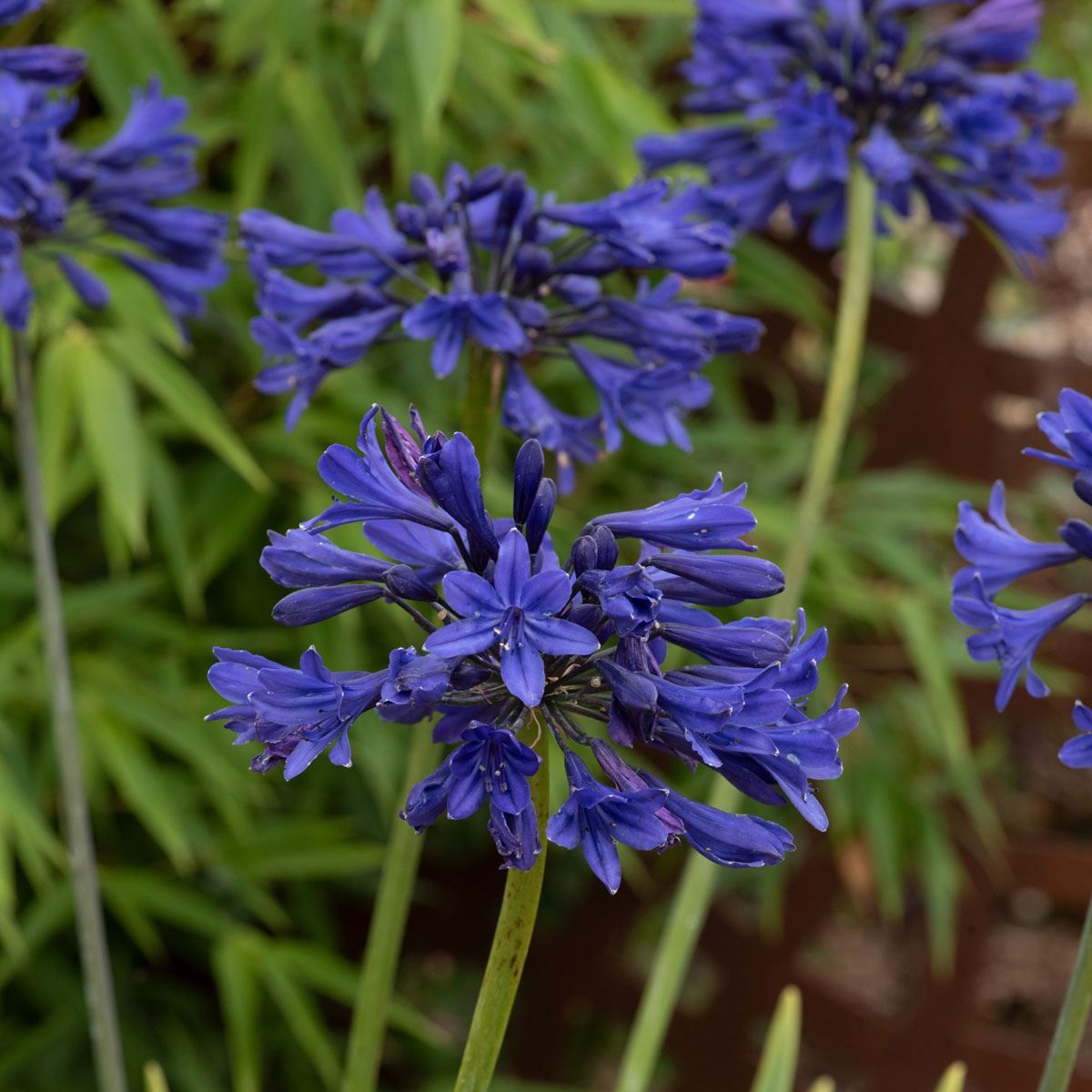 Agapanthus Starry Night - Volume 3L / 20-30cm