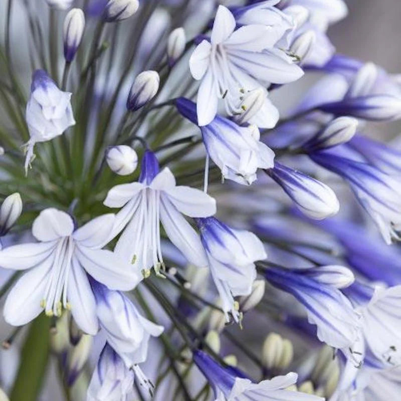Agapanthus fireworks - Agapanthe hybride Fireworks - Volume 3L / 15-20cm