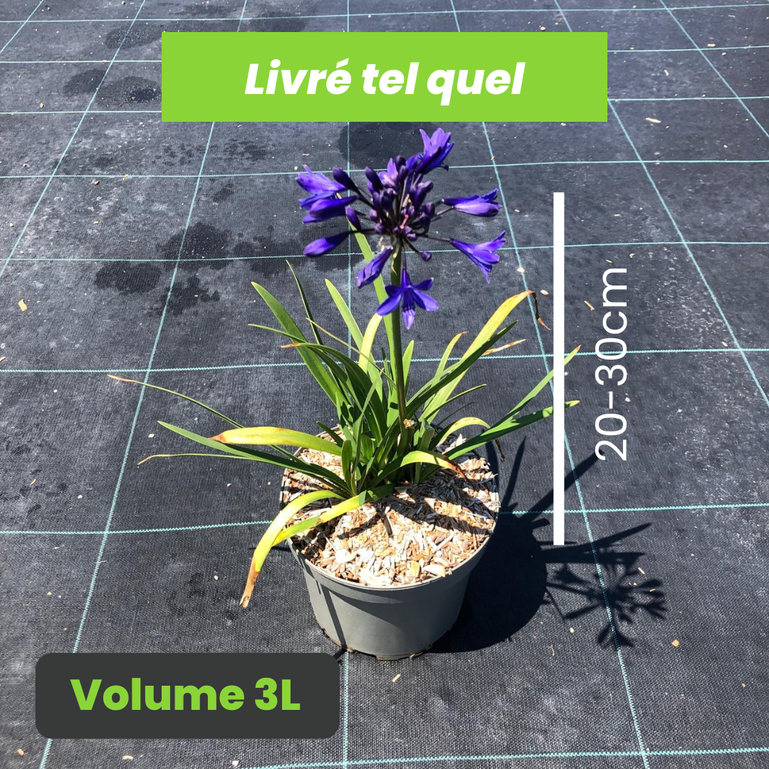 Agapanthus Starry Night - Volume 3L / 20-30cm