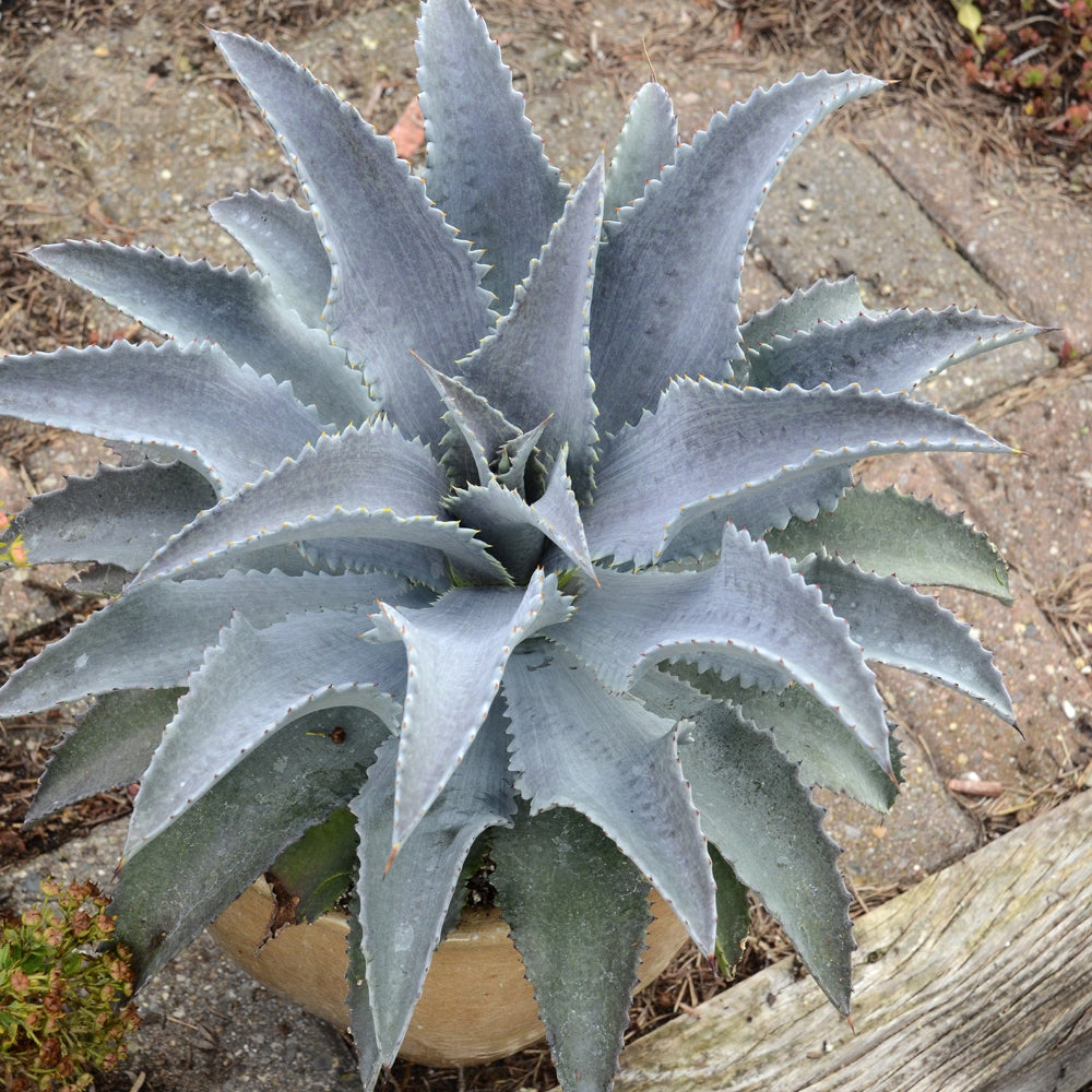 Agave Manfredii Silver Fox - Volume 3L / 20-30cm