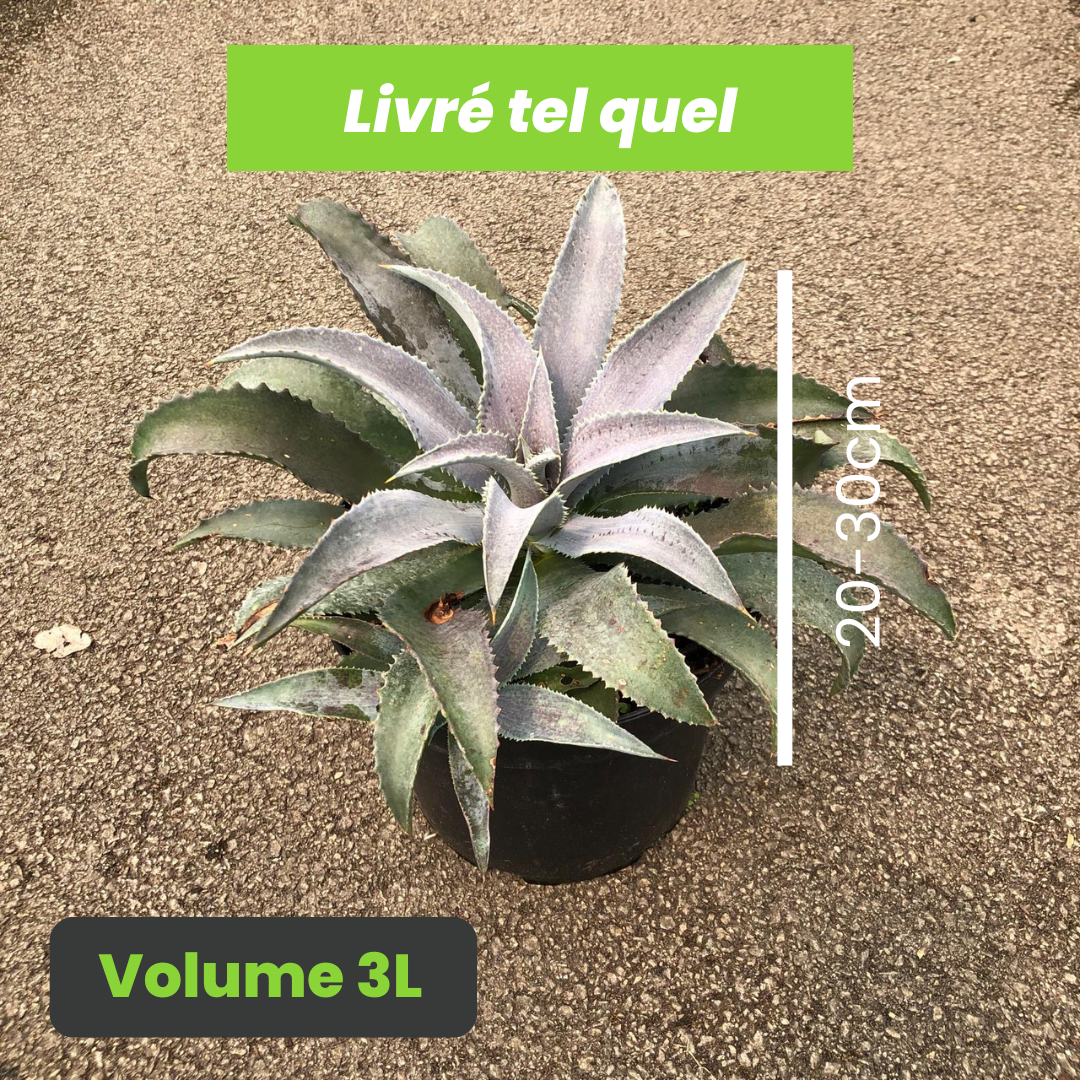 Agave Manfredii Silver Fox - Volume 3L / 20-30cm