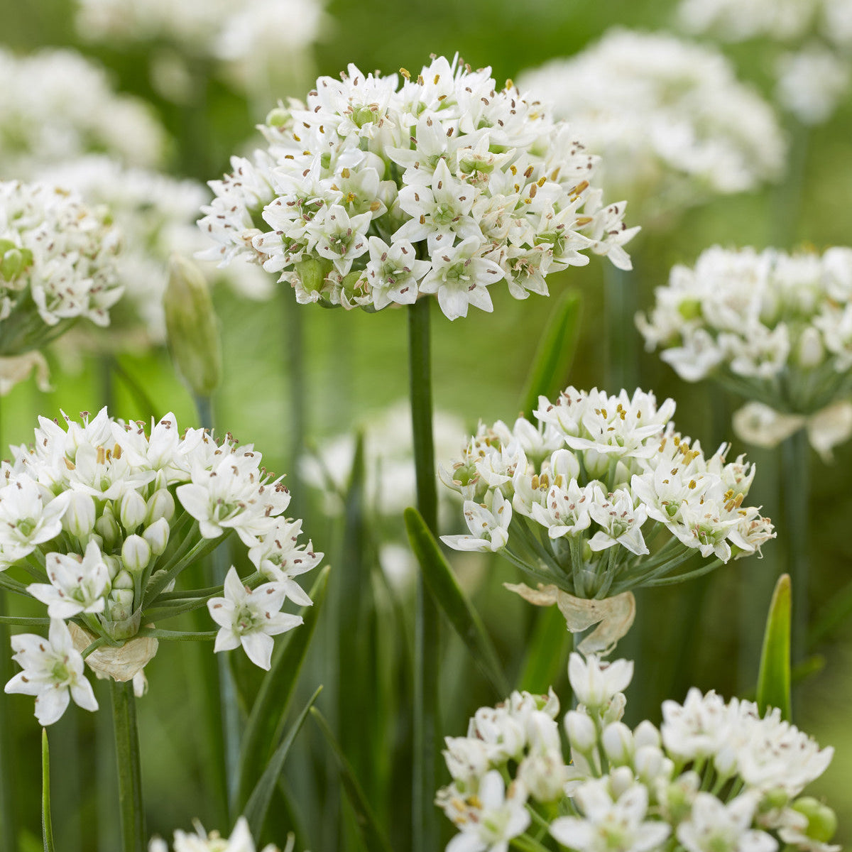 Allium Cliffs of Dover - Ciboulette chinoise - Volume 3L / 15-20cm