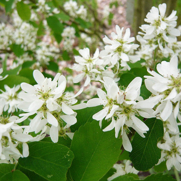 Amelanchier Alnifolia Obelisk - Amélanchier à feuilles d'aulne Obelisk - Volume 3L / 30-50cm