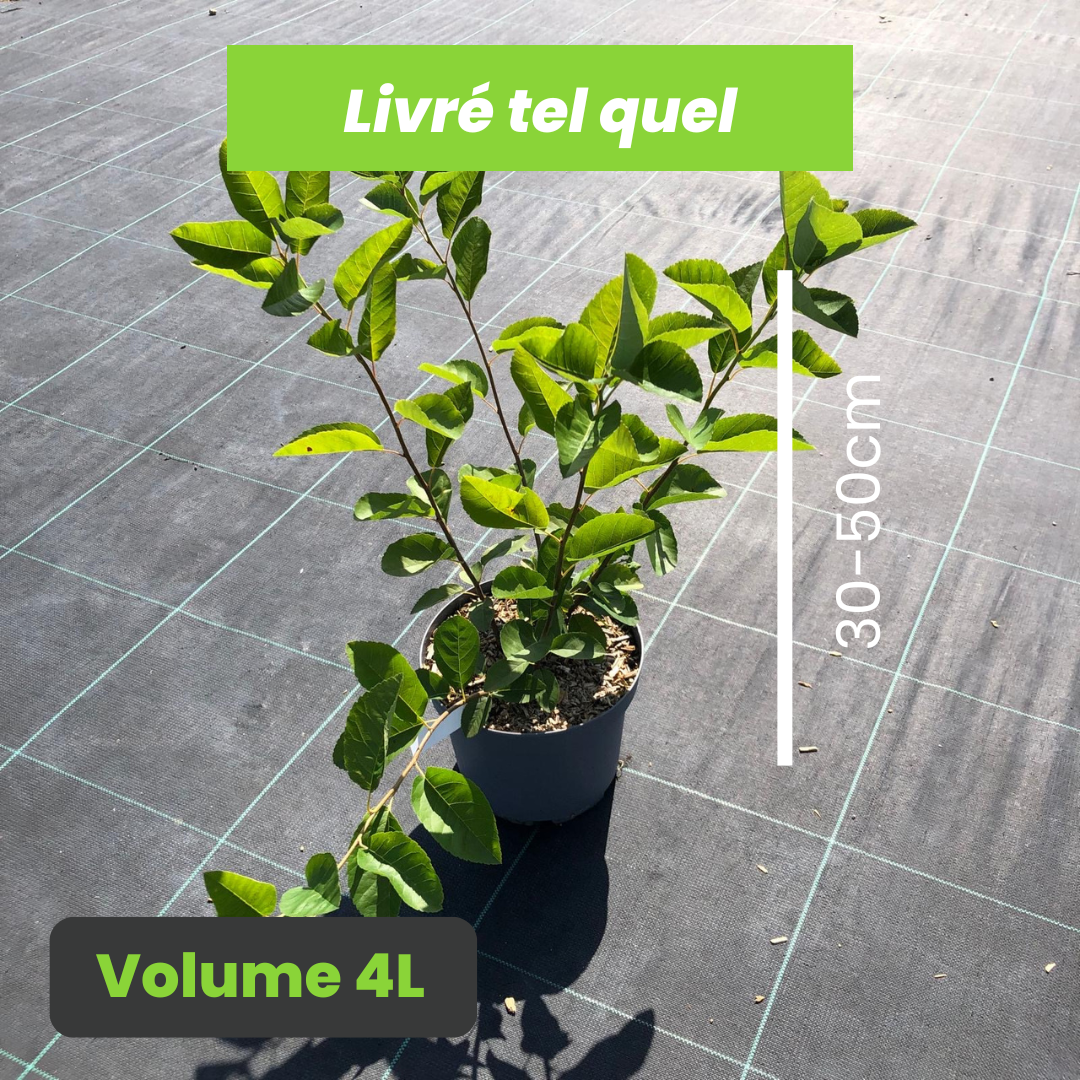 Amelanchier Alnifolia Sleyt - Amélanchier à feuilles d’aulne Sleyt - Volume 4L / 30-50cm
