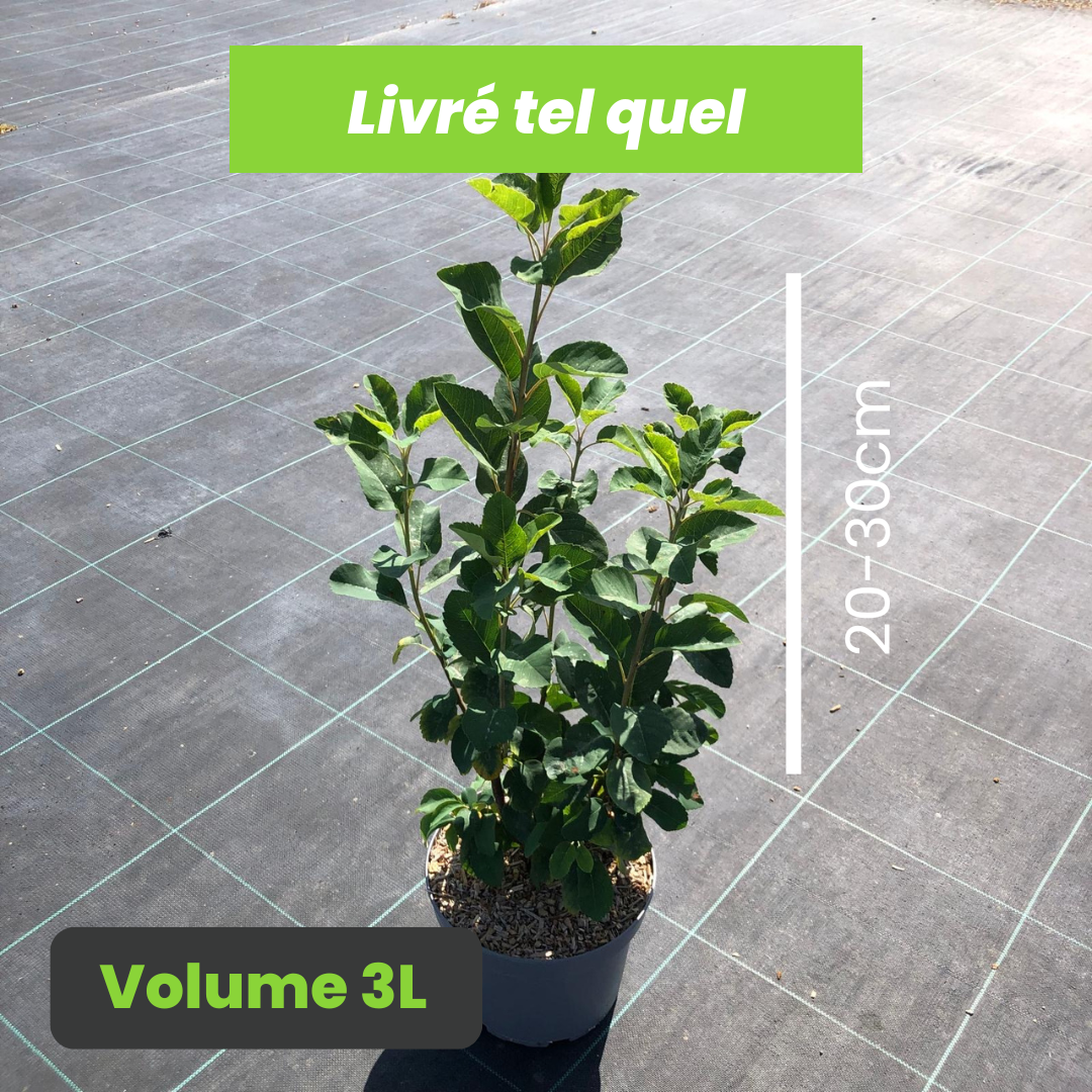 Amelanchier Alnifolia Obelisk - Amélanchier à feuilles d'aulne Obelisk - Volume 3L / 30-50cm