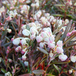 Andromeda Polifolia Blue Ice - Andromède à feuilles de Polium