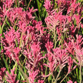Anigozanthos Bush Pearl