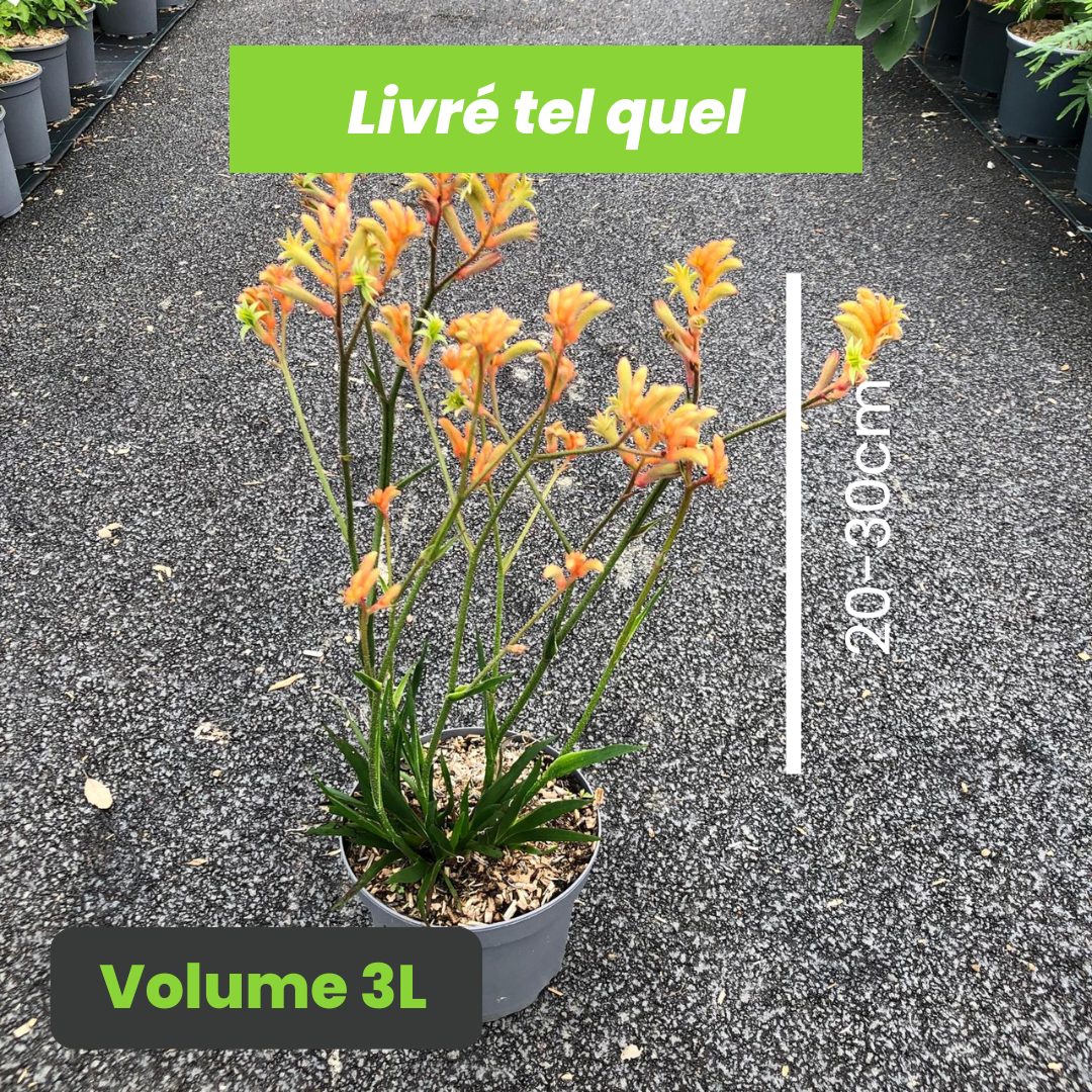 Anigozanthos Cape Amazon - Patte de kangourou Cape Amazon - Volume 3L / 20-30cm
