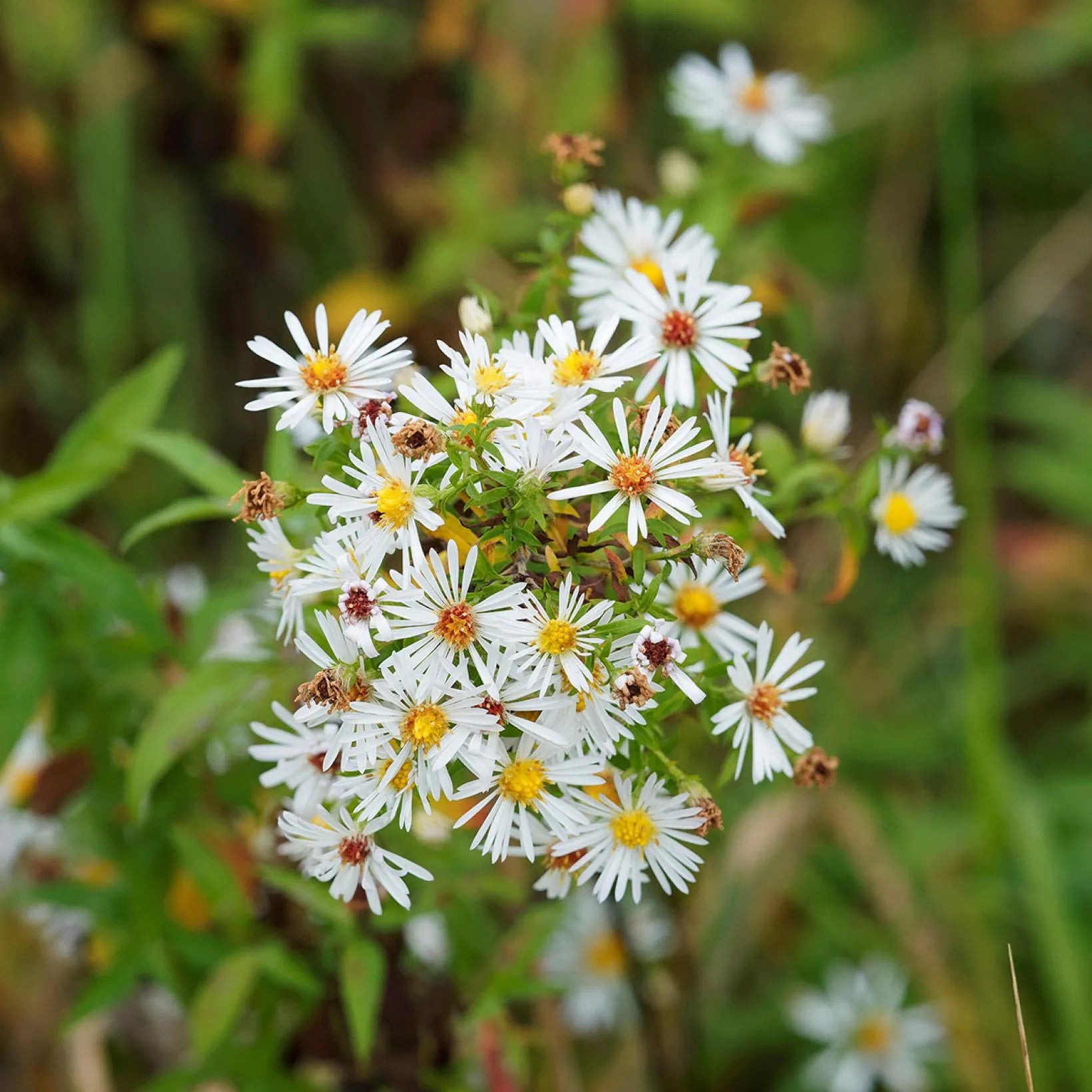 Aster Pringlei Monte Cassino - Volume 3L / 30-40cm