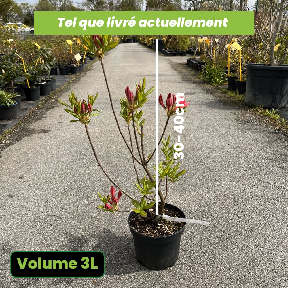 Azalea mollis 'Jolie Madame' - Azalée de Chine Jolie Madame - Volume 3L / 30-40cm