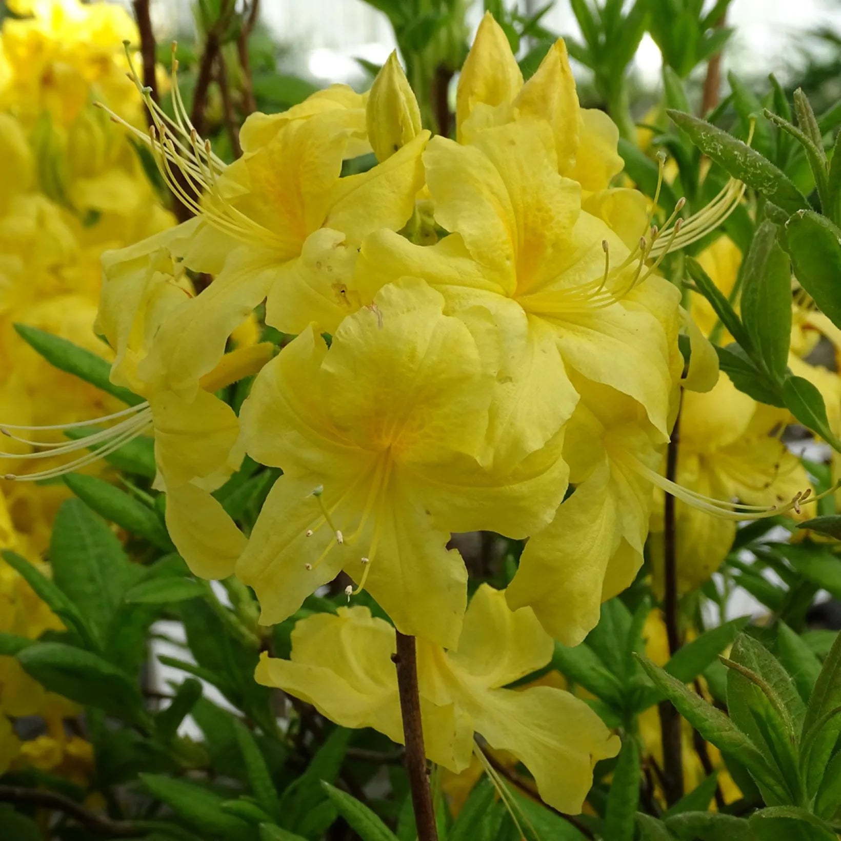 Azalea mollis Anneke - Volume 3L / 30-40cm