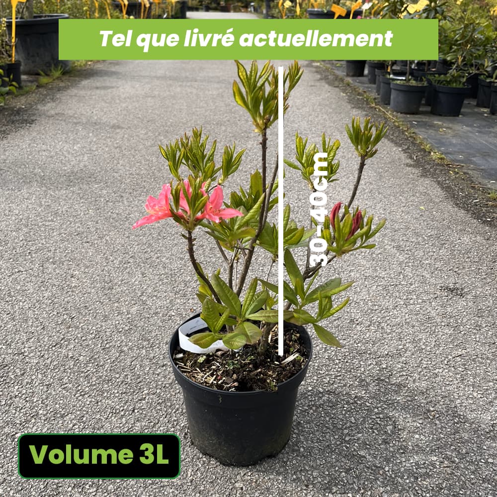 Azalea mollis Anneke - Volume 3L / 30-40cm