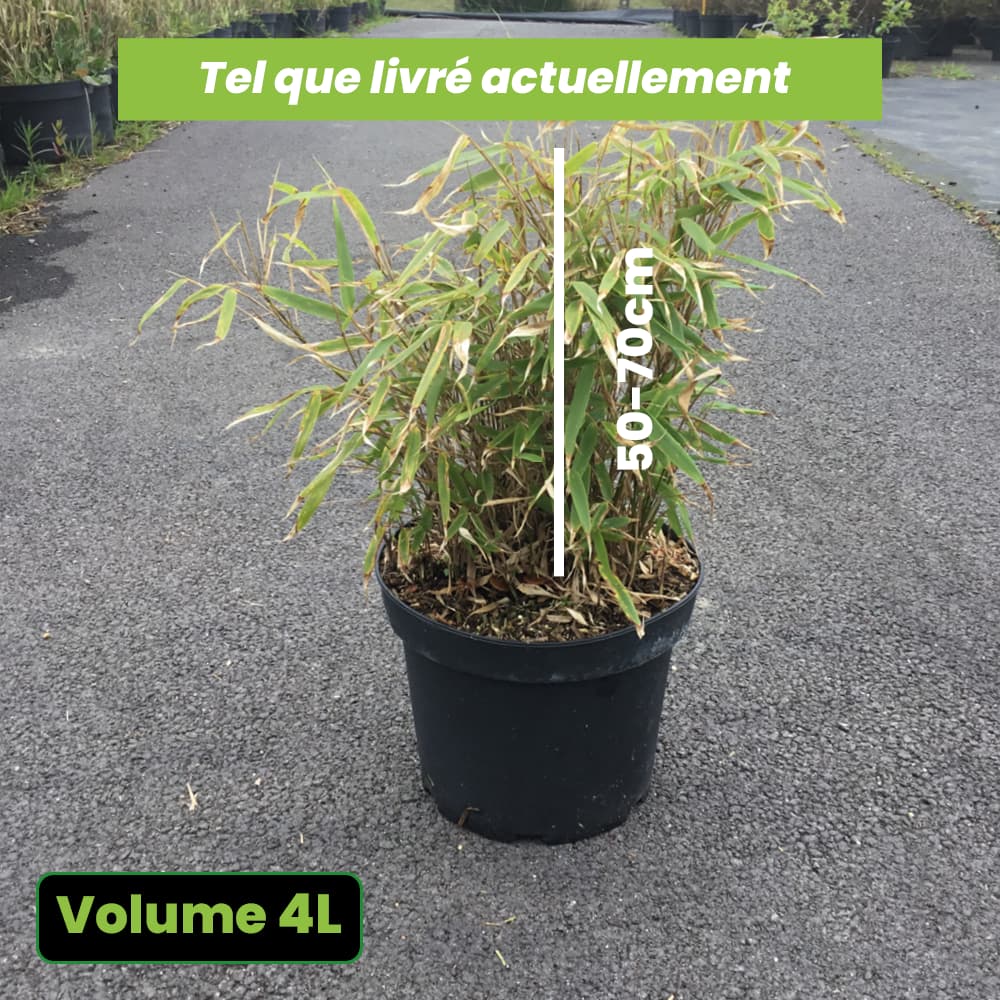 Bambou Fargesia Rufa - Volume 4L / 50-70cm