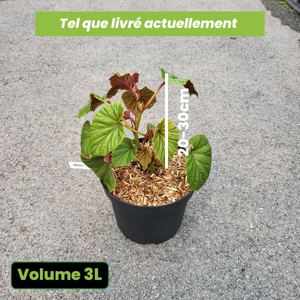 Begonia Grandis Evansiana - Volume 3L / 20-30cm