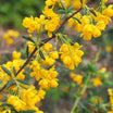 Berberis x Stenophylla - Epine-vinette à feuilles étroites - Volume 3L / 30-50cm