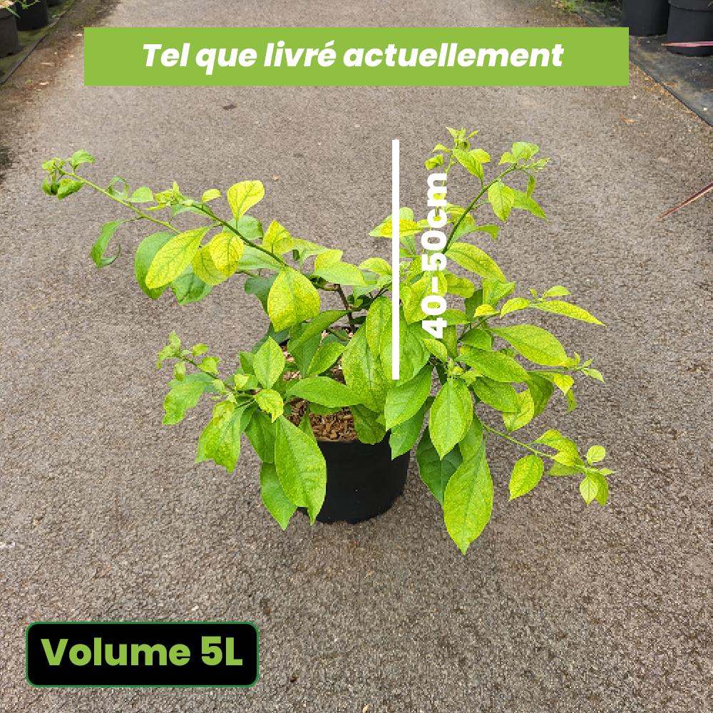 Bougainvillea specto-glabra Violet de Mèze - Volume 5L / 40-50cm