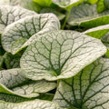Brunnera Macrophylla Alexander's Great - Myosotis de Caucase - Volume 3L / 20-30cm