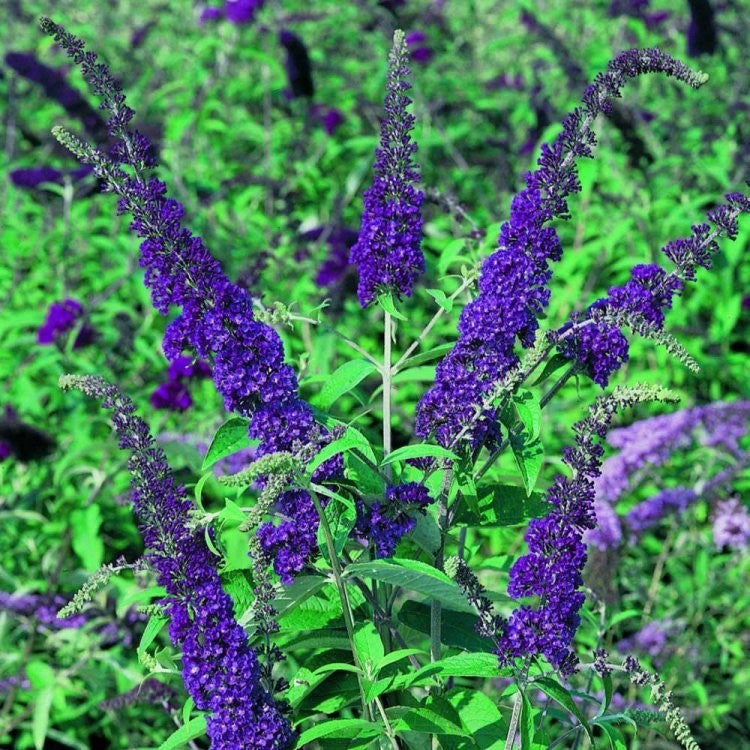 Buddleia Davidii Empire Blue - Arbre aux papillons - Volume 3L / 30-50cm