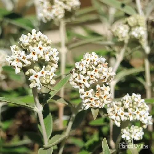 Buddleja Davidii Silver Anniversary - Arbre à papillons Silver Anniversary - Volume 3L / 30-40cm