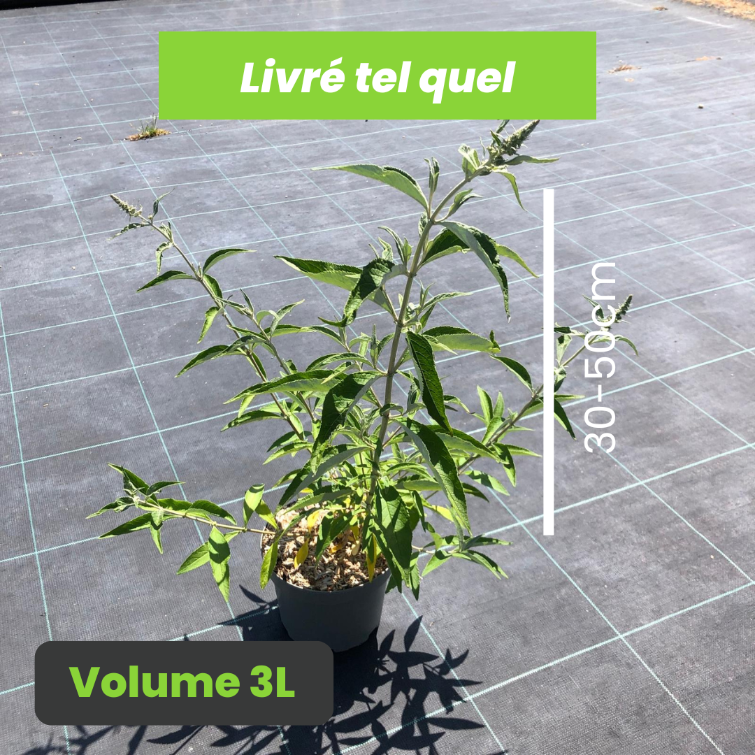 Buddleia Davidii Empire Blue - Arbre aux papillons - Volume 3L / 30-50cm