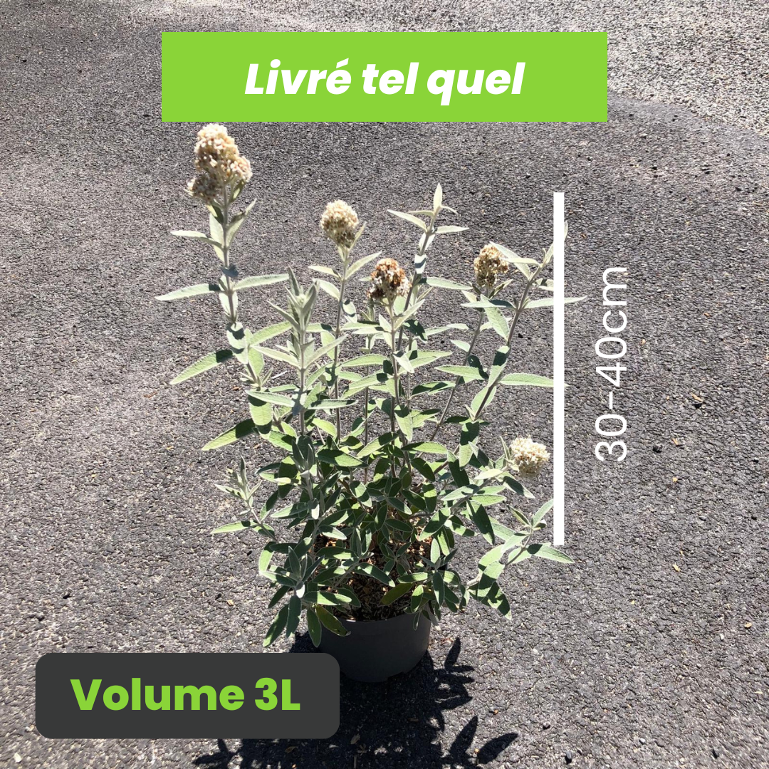 Buddleja Davidii Silver Anniversary - Arbre à papillons Silver Anniversary - Volume 3L / 30-40cm