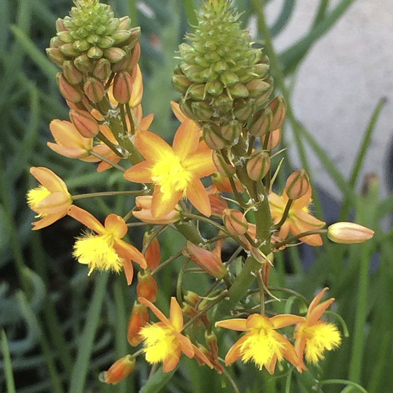 Bulbine Frutescens Hallmark - Bulbine Jaune - Volume 3L / 20-40cm