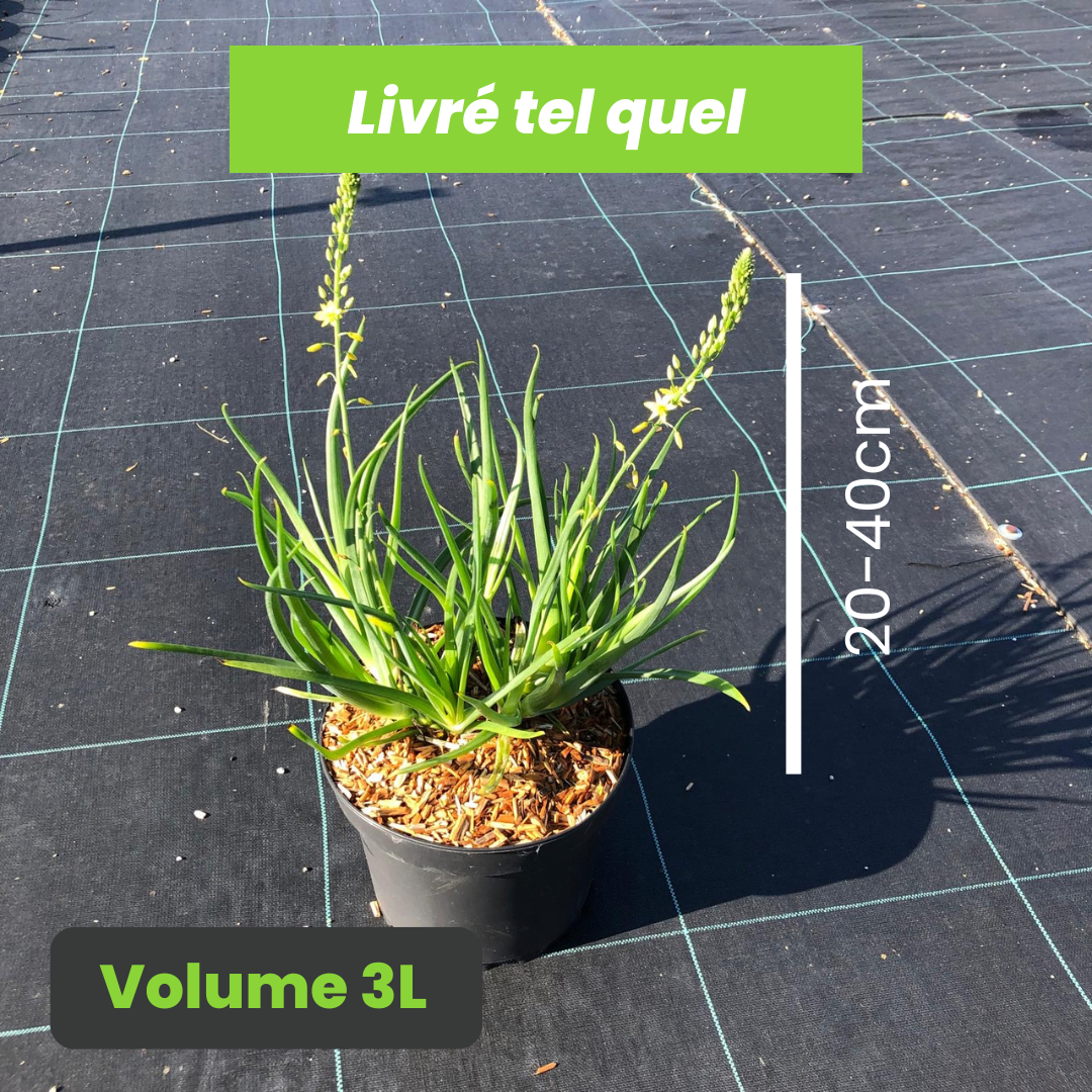 Bulbine Frutescens Hallmark - Bulbine Jaune - Volume 3L / 20-40cm