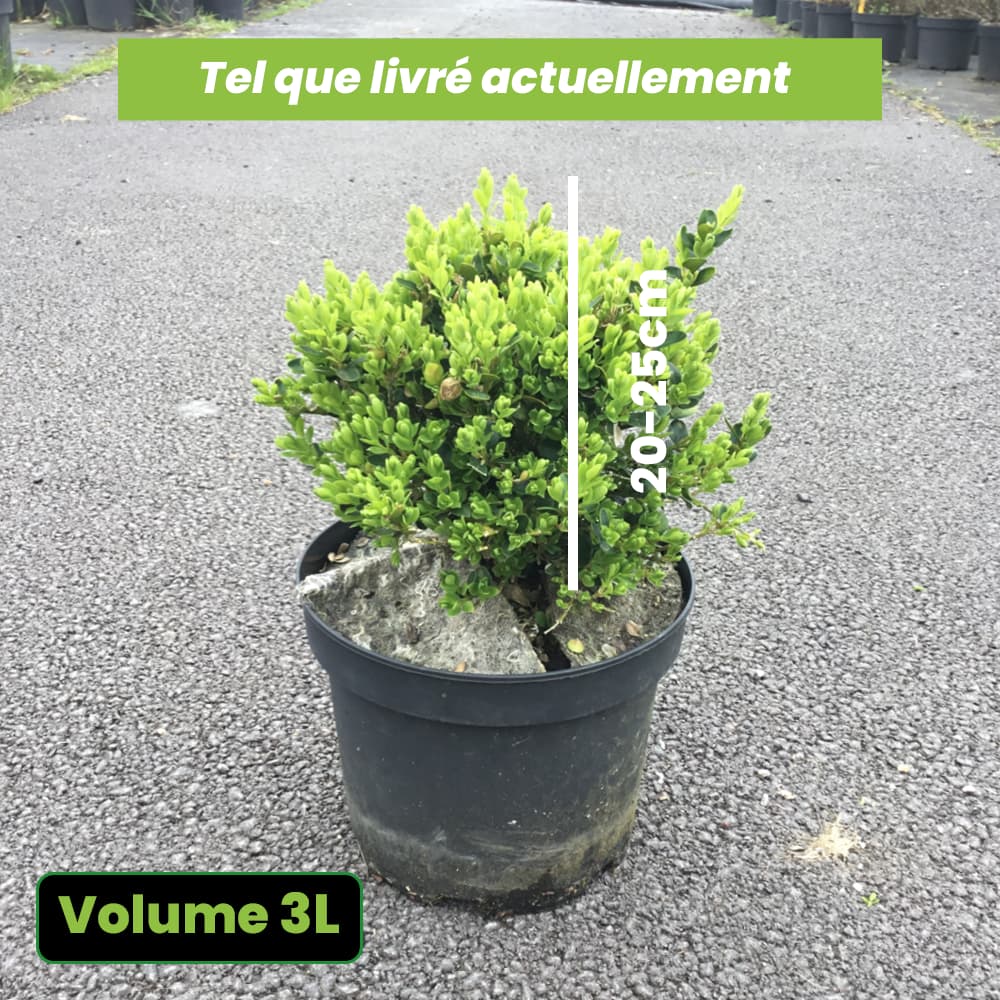 Buxus Sempervirens 'Suffruticosa' - Buis de haie - Volume 3L / 20-25cm