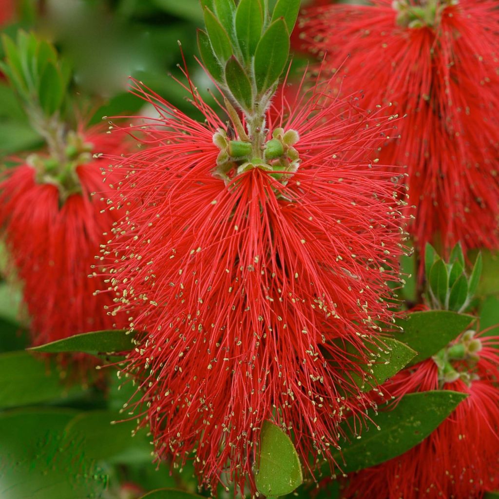 Callistemon Laevis