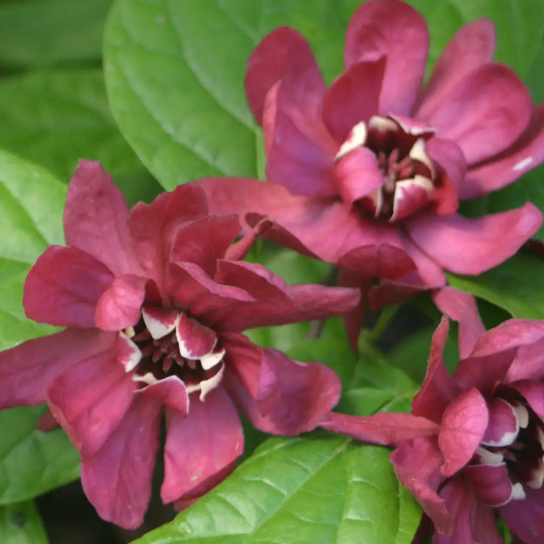 Calycanthus Raulstonii Hartlage Wine - Arbre Pompadour - Volume 3L / 30-40cm