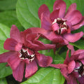 Calycanthus Raulstonii Hartlage Wine - Arbre Pompadour - Volume 3L / 30-40cm