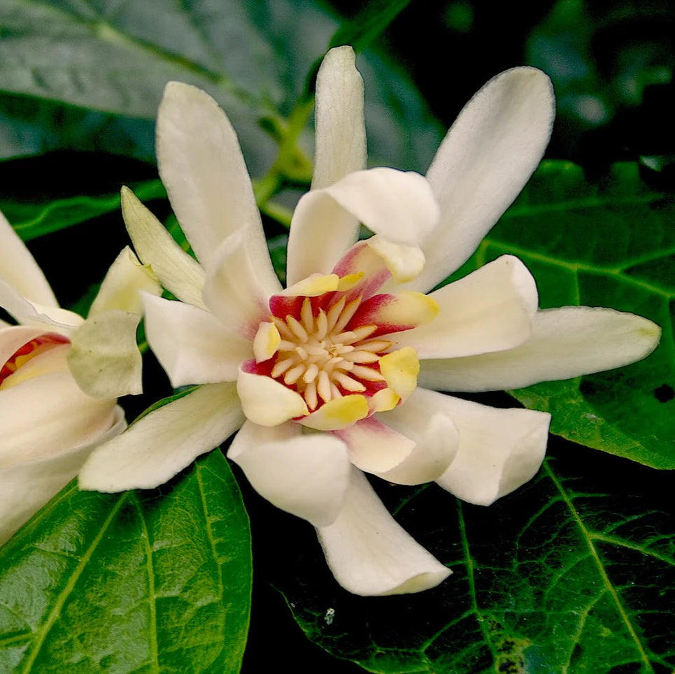 Calycanthus Venus - Arbre aux anémones - Volume 4L / 30-50cm