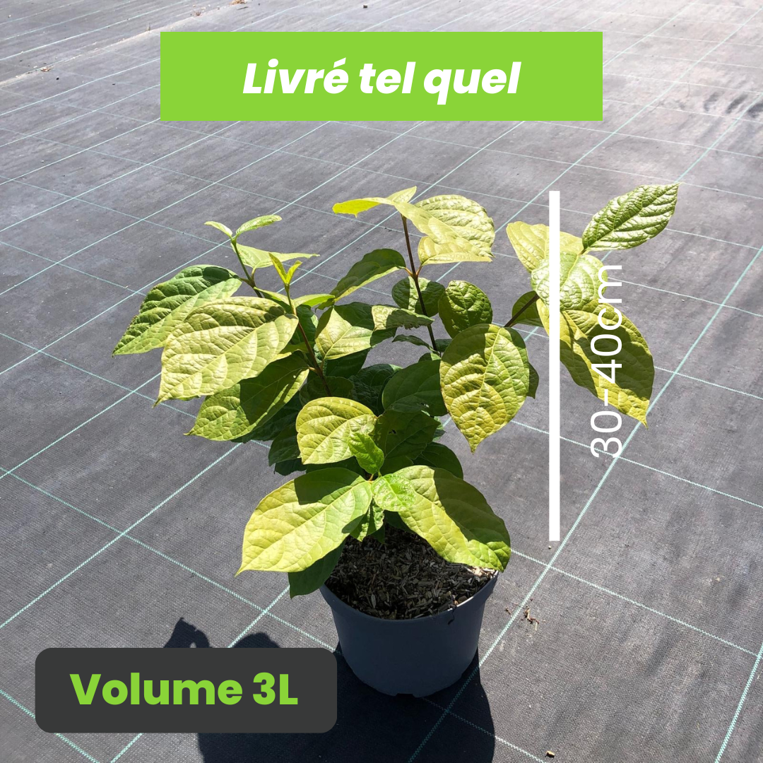 Calycanthus Raulstonii Hartlage Wine - Arbre Pompadour - Volume 3L / 30-40cm