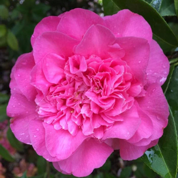 Camellia Japonica Debbie - Camélia du Japon Debbie - Volume 3L / 20-40cm