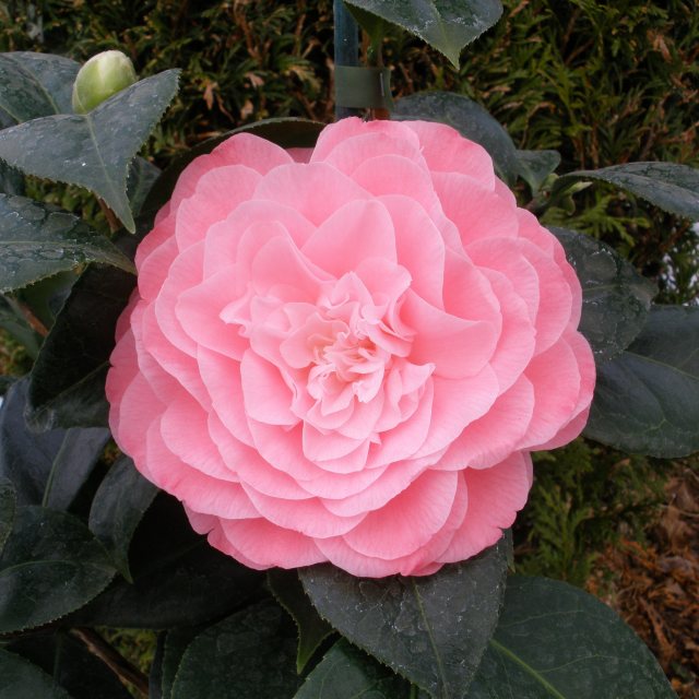 Camellia Japonica Nuccio's Cameo - Camélia du Japon Nuccio’s Cameo - Volume 3L / 20-40cm
