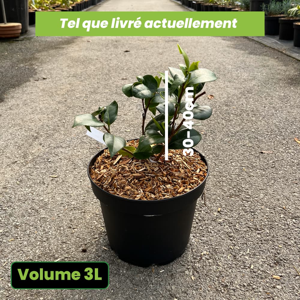 Camellia Japonica Nuccio's Jewel - Camélia classique - Volume 3L / 30-40cm