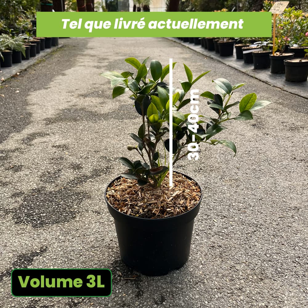 Camellia Sasanqua Orcival - Volume 3L / 30-40cm