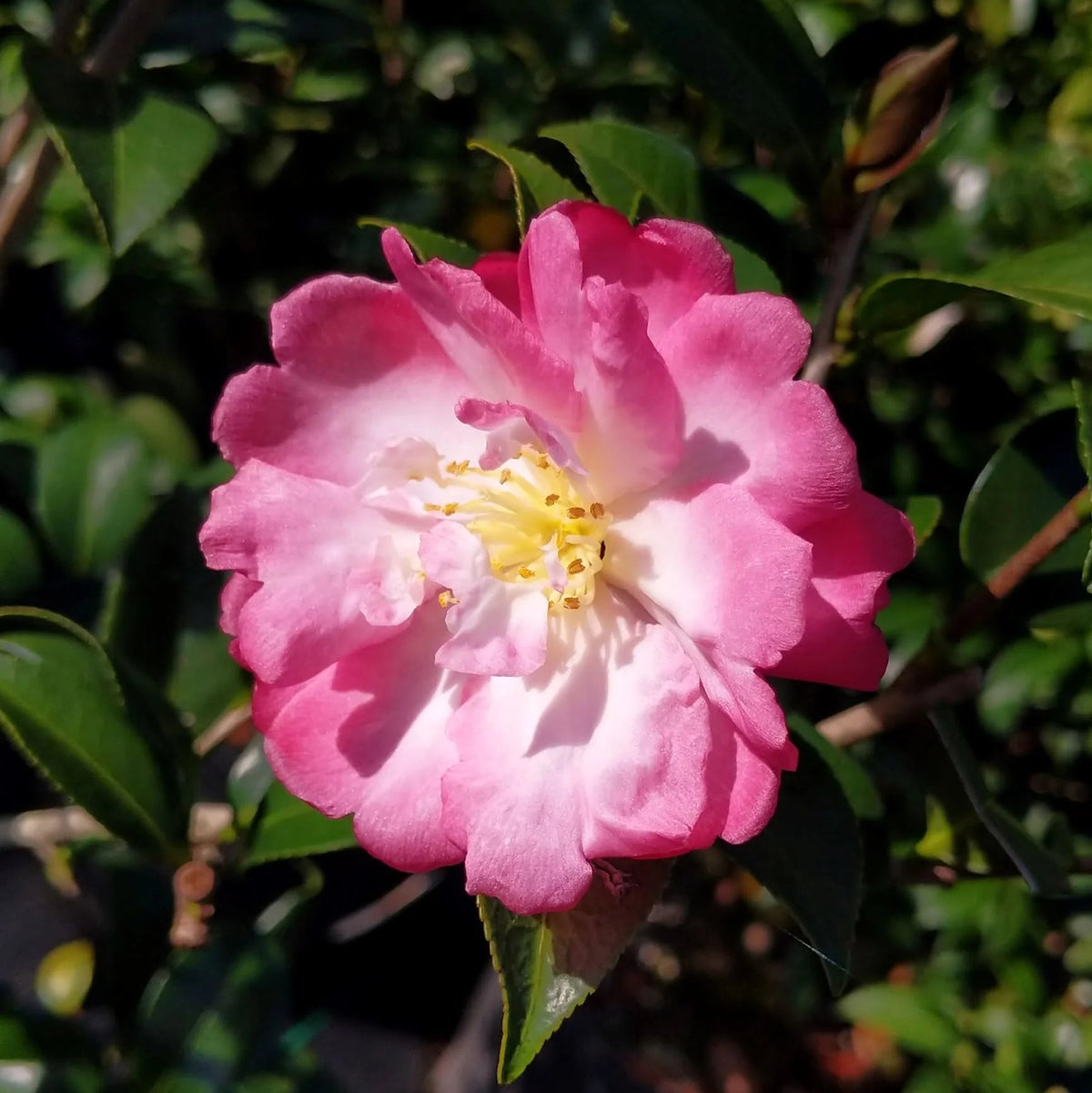 Camellia Sasanqua Rainbow - Camélia d'automne - Volume 3L / 20-30cm