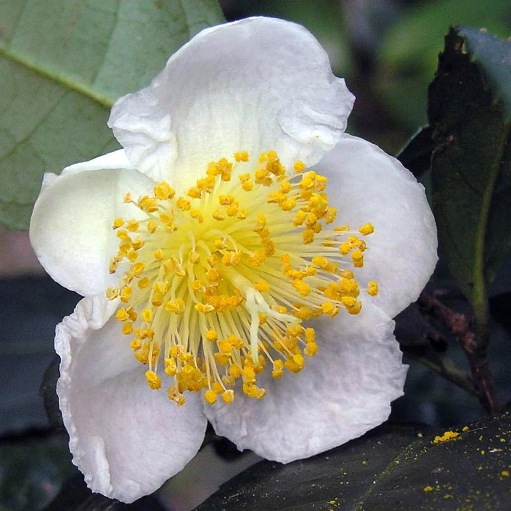 Camellia Sinensis - Théier - Volume 3L / 20-40cm