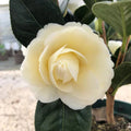 Camellia japonica dahlonega - Camélia du Japon Dahlonega - Volume 3L / 20-30cm