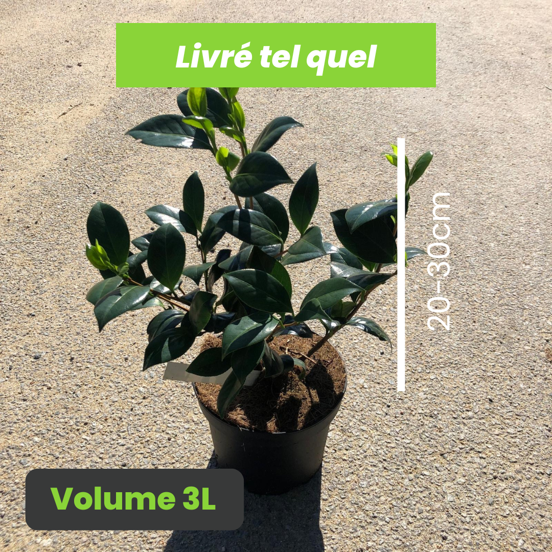 Camellia japonica dahlonega - Camélia du Japon Dahlonega - Volume 3L / 20-30cm