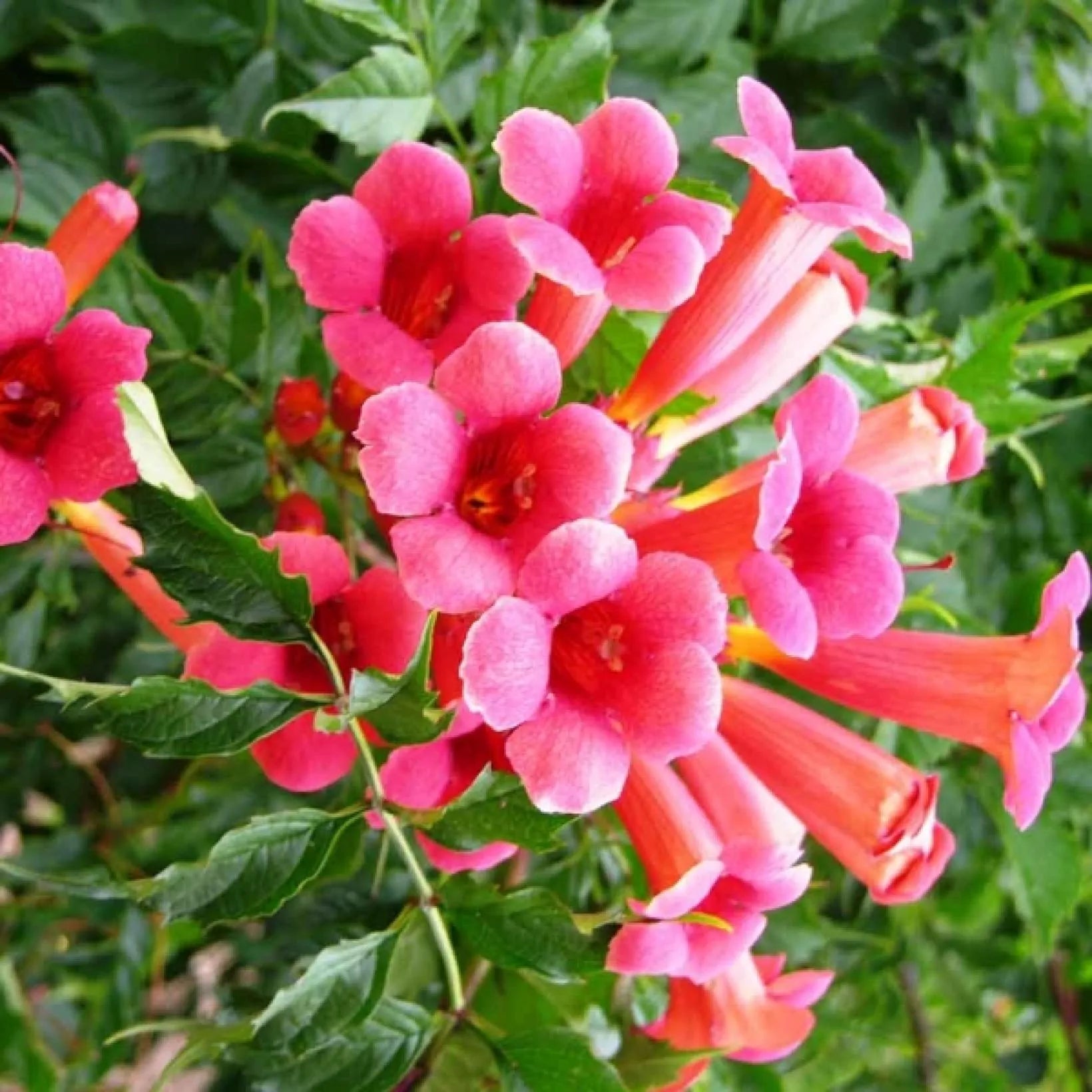 Campsis Radicans Flamenco - Bignone de Virginie - Volume 3L / 40-60cm