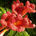 Campsis Grandiflora Grenadine - Bignone - Volume 3L / 40-60cm